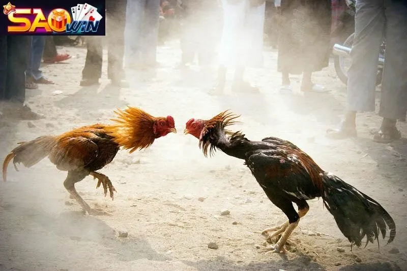 Đá gà Saowin siêu phẩm đá gà tại sảnh cược Saowin